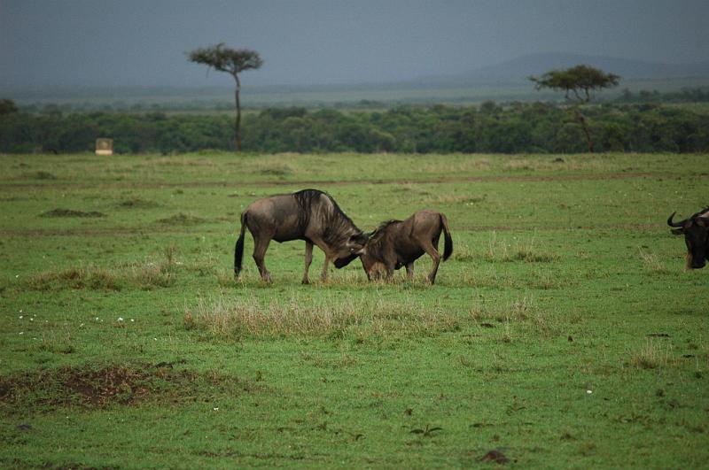 Wilderbeest playing.JPG